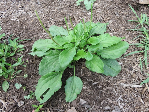 TINCTURE - PLANTAIN