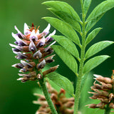 TINCTURE - LUNG CLEANSE